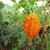 Momordica charantia, fruit