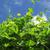 Momordica charantia, vine