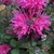 close-up of dense whorls of pink flowers.