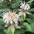 Clusters of white, 2-lipped flowers