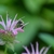 Close-up on honeybee on the flowers
