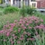 A clump of pink-flowered plants.