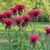 Red tubular flowers borne in terminal heads.