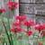 Erect leafy shoots with terminal clusters of scarlet flowers.