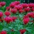 Erect leafy shoots with terminal clusters of deep pink flowers.