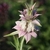 White, 2-lipped flowers subtended by pale pink bracts.