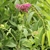Leafy shoot bearing a cluster of pink, tubular, 2-lipped flowers