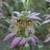 pink bracts subtending pale yellow, violet-speckled flowers.