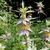 pink bracts subtending pale yellow, violet-speckled flowers.