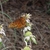 Butterfly on flowers borne in whorls on vertical stems.