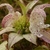 Close-up on yellow, 2-lipped flowers with violet spots.