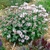 A mounded plant with many clusters of pale pink flowers.