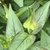 Opposite decussate leaves and terminal flower cluster.