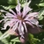 Close-up of the cluster of pale pink flowers.