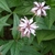 Close-up of the clusters of pale pink flowers and foliage.