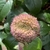Dense cluster of calyces that hold the nutlets.