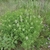 A clump of pink-flowered plants.