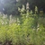 Erect plants with terminal clusters of flowers.