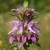Clusters of pinkish purple flowers & showy bracts