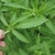 Close-up on lanceolate leaves with serrate margins.