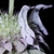 Close-up side view of the 2-lipped flower