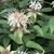 Clusters of white, 2-lipped flowers