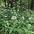 lush green foliage and terminal heads of white flowers.