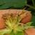 Withered flowers and narrow green calyces.