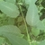 Opposite decussate ovate leaves and square stem