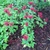 Erect leafy shoots with terminal clusters of deep pink flowers.