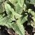 Emerging growth with opposite decussate leaves.