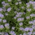 Whole plant with many clusters of pink, 2-lipped flowers.