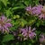 clusters of pink, two-lipped flowers