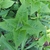 Shoot apex showing opposite decussate leaves.