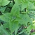 Leaves borne in the opposite decussate arrangement.