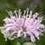 Close-up of pale pink flowers in a dense head-like cluster.