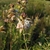 Shrub; narrow leaves & white flowers subtended by pink bracts