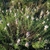 Shrub; narrow leaves & white flowers subtended by pink bracts