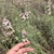 Shrub; narrow leaves & white flowers subtended by pink bracts
