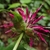 POV looking up at the cluster of flowers & subtending bracts