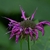 Cluster of pink, tubular, 2-lipped flowers.
