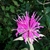Cluster of pink, tubular, 2-lipped flowers.
