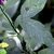 Close-up of opposite, decussate leaves; finely serrated margin