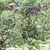 A wild stand of erect plants with clusters of pink flowers.