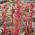 M. hypopitys plant