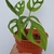 Potted plant. Leaves with fenestrations (windows).