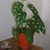 Potted plant showing fenestrate laves.