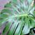 Leaf closeup