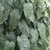 Climber with shiny, silvery, veiny leaves