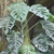 Climber with bright green, fenestrate leaves.